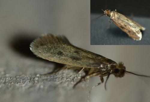 Tinea pellionella